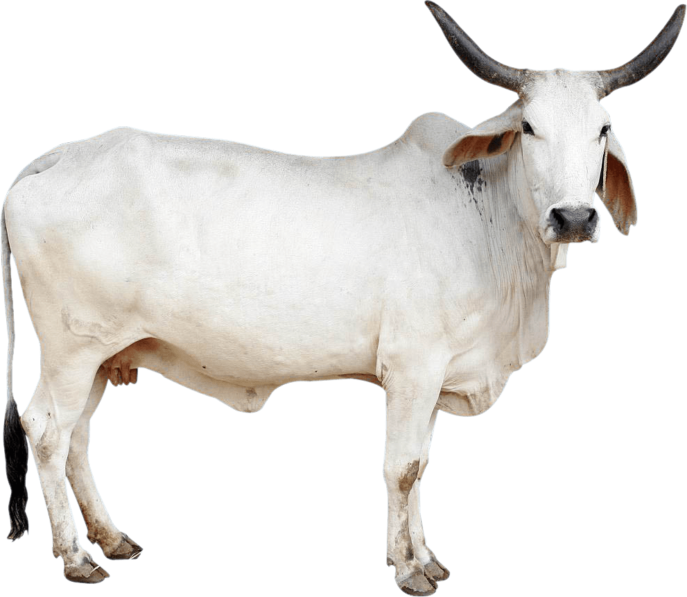 Pikpng.Com Indian Cow Png