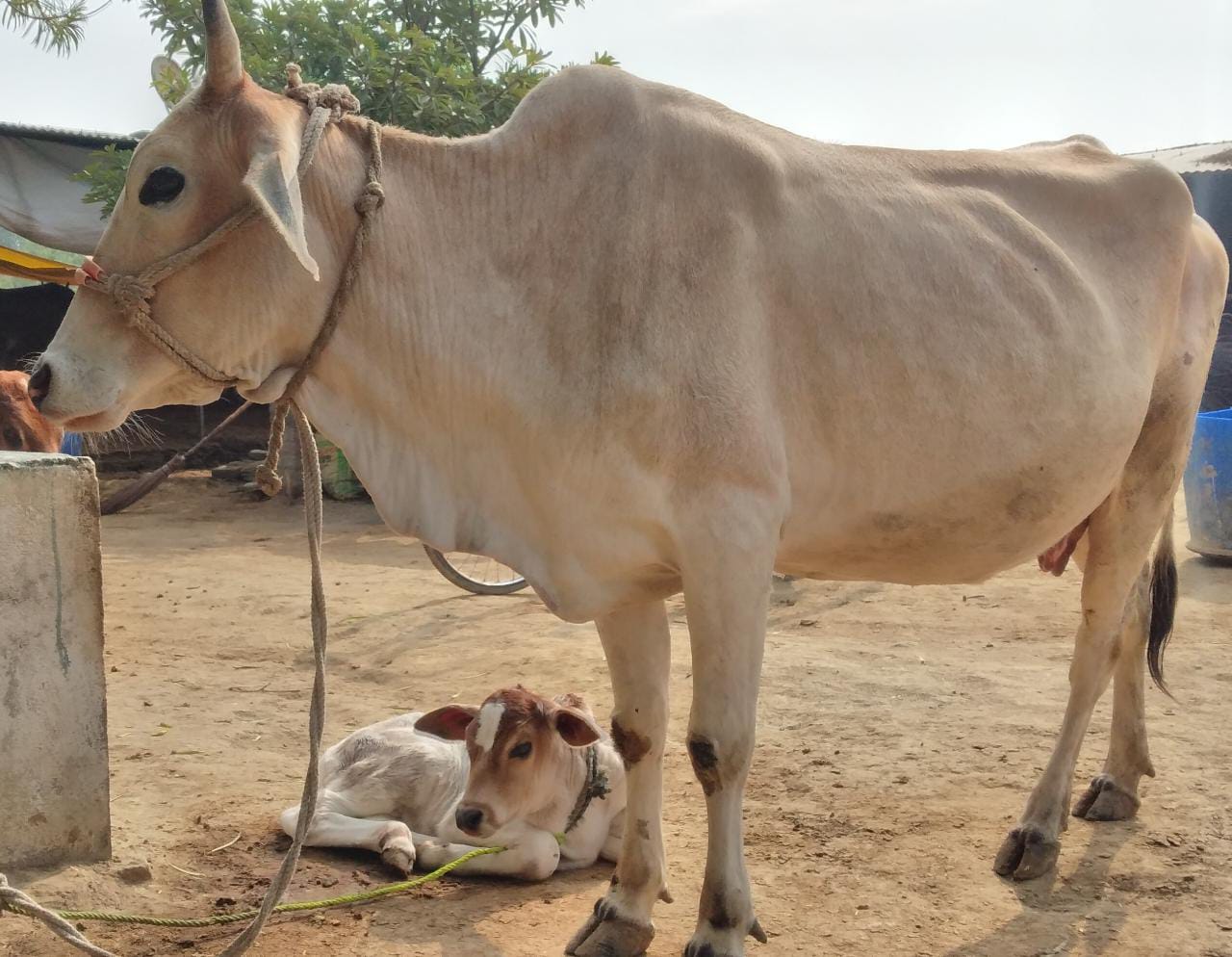 Adopt 100