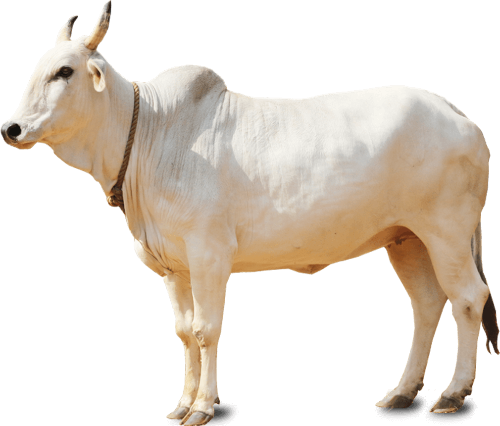 Dlf.Pt Cow Png